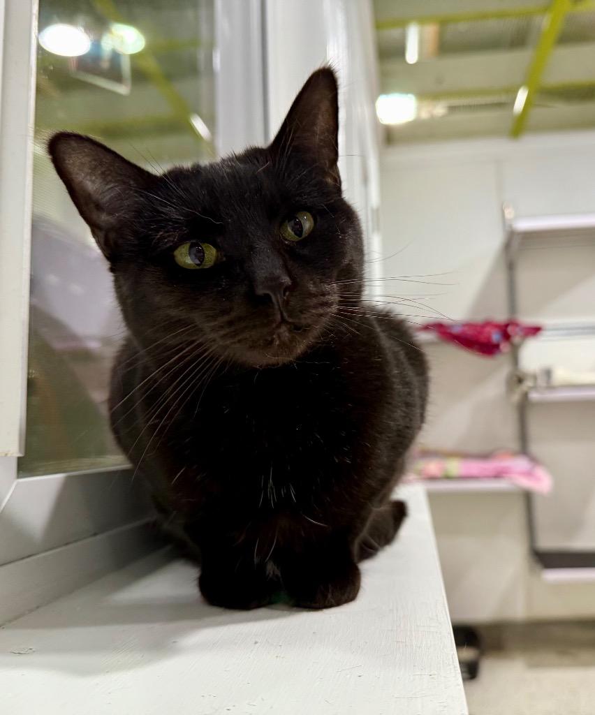 Enlarge Zenna, a Adoptable mixed breed in Fort Lupton, CO image 6/6