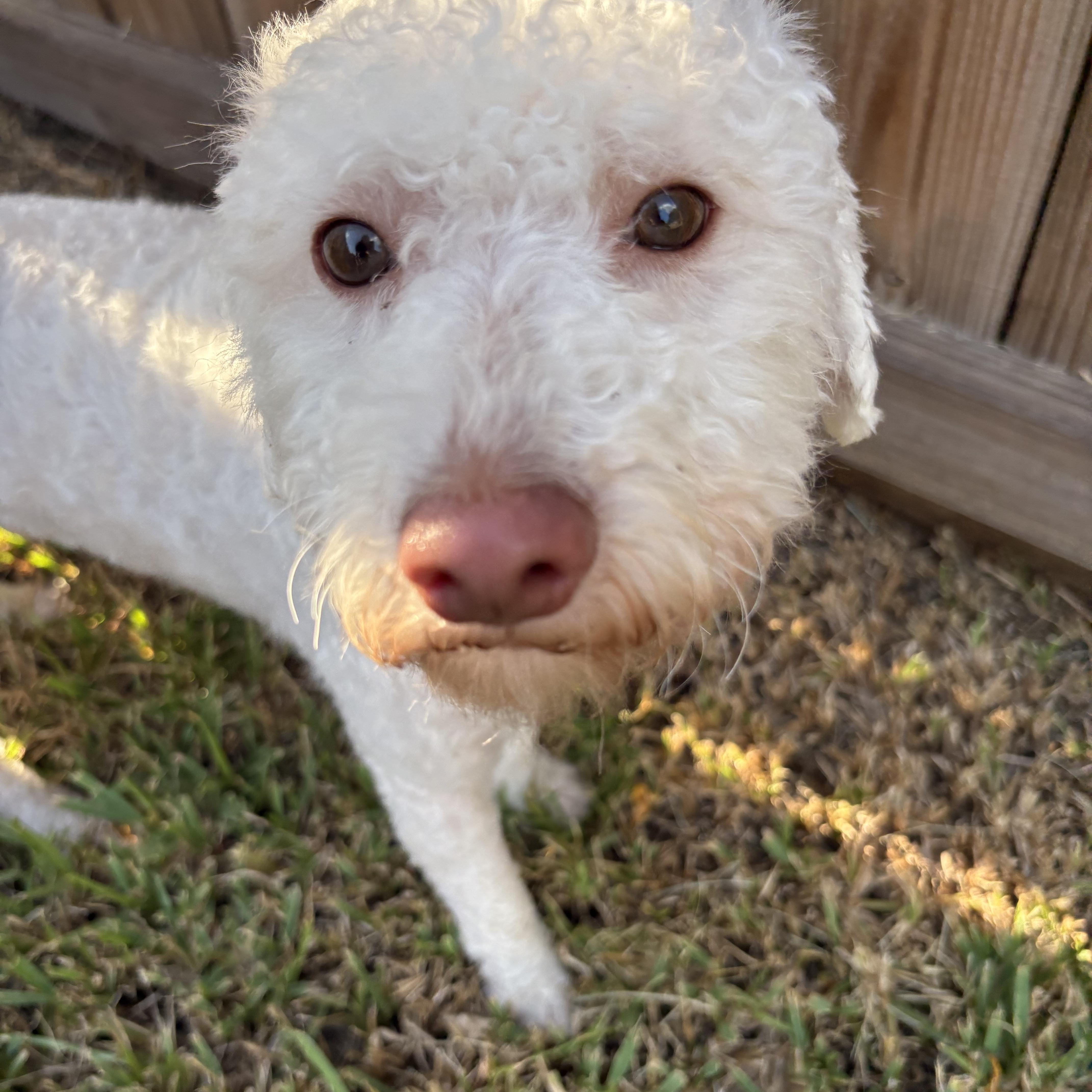 Enlarge Bowie, a Adoptable mixed breed in Spring, TX image 3/4