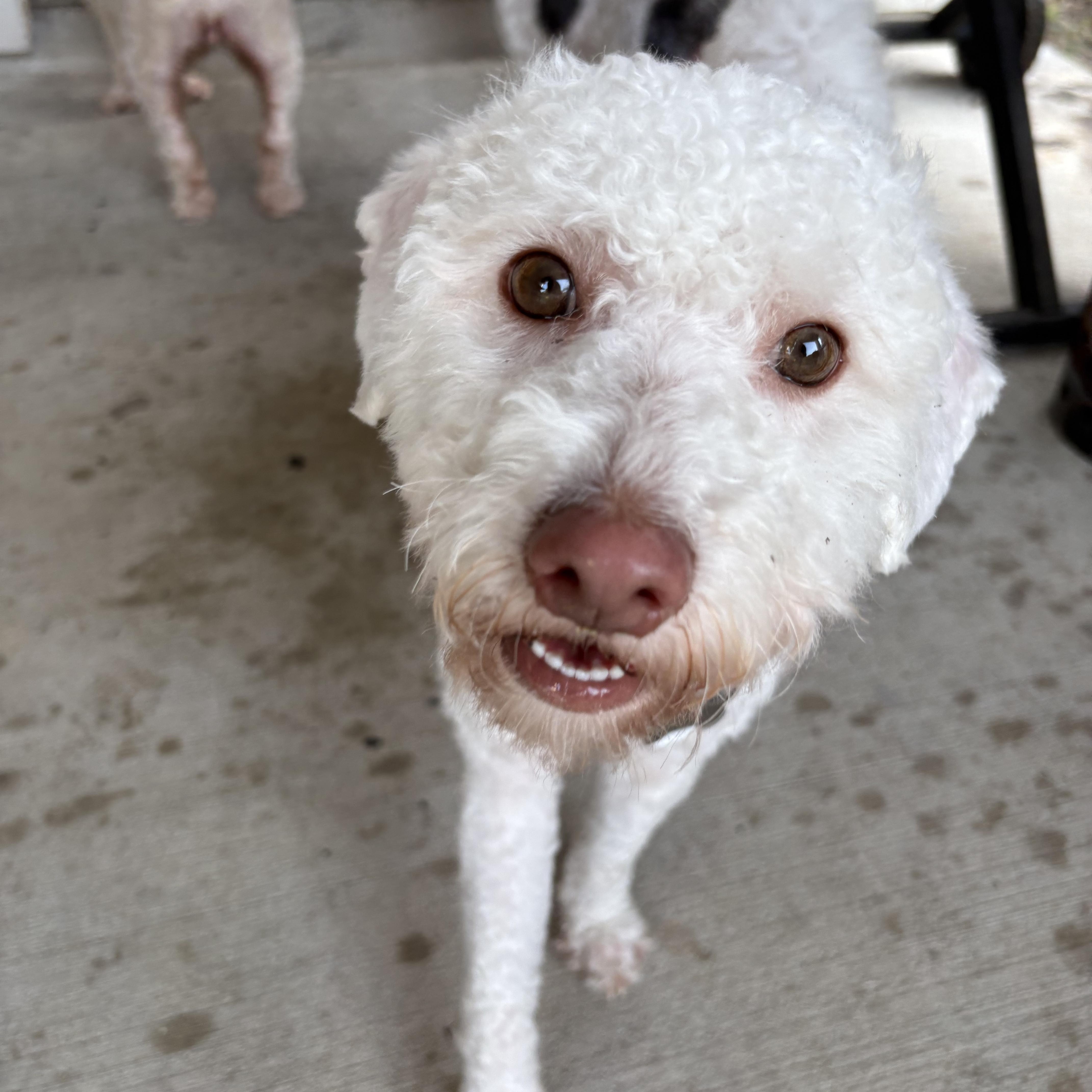 Bowie, Adoptable, Young Male Miniature Poodle.
