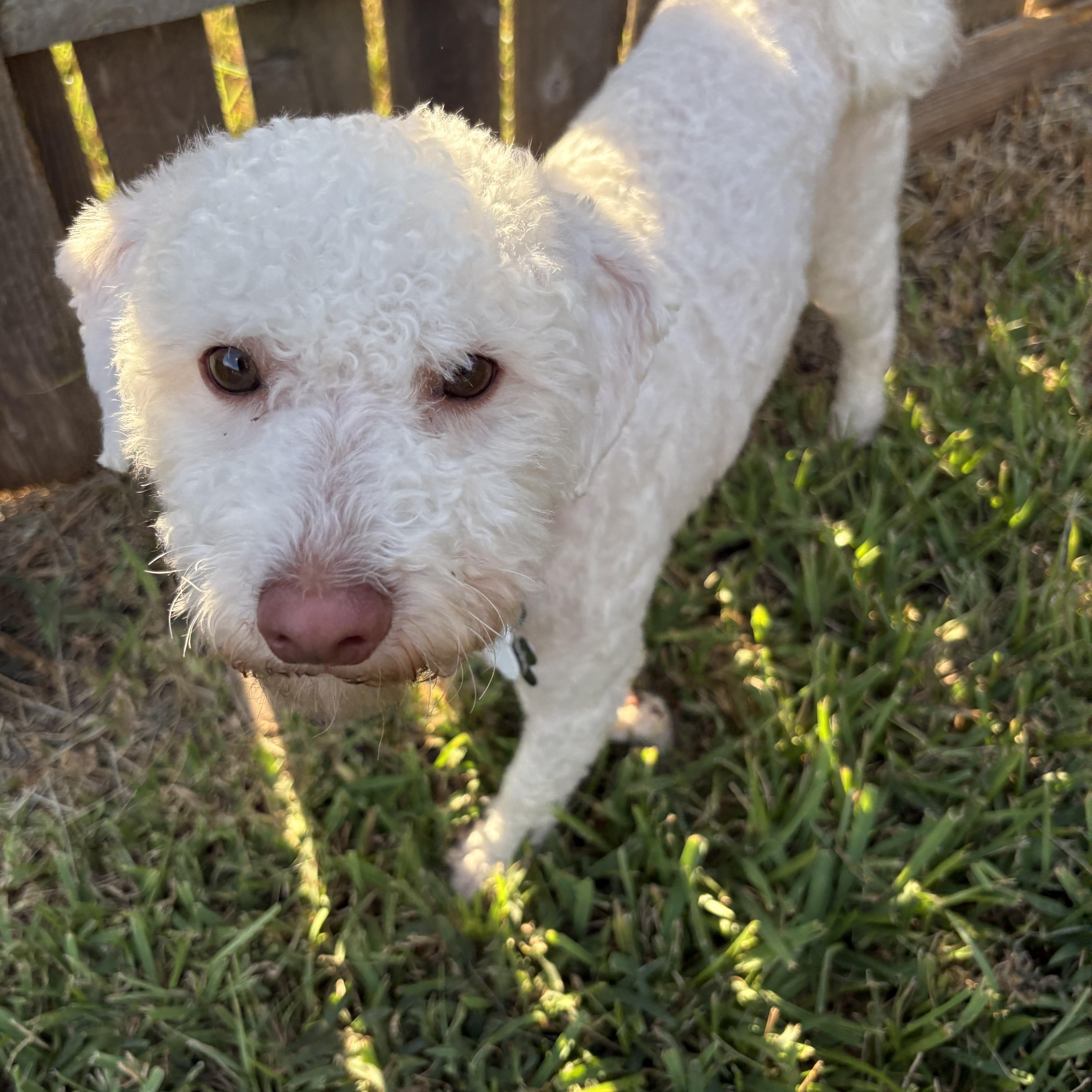 Enlarge Bowie, a Adoptable mixed breed in Spring, TX image 2/4