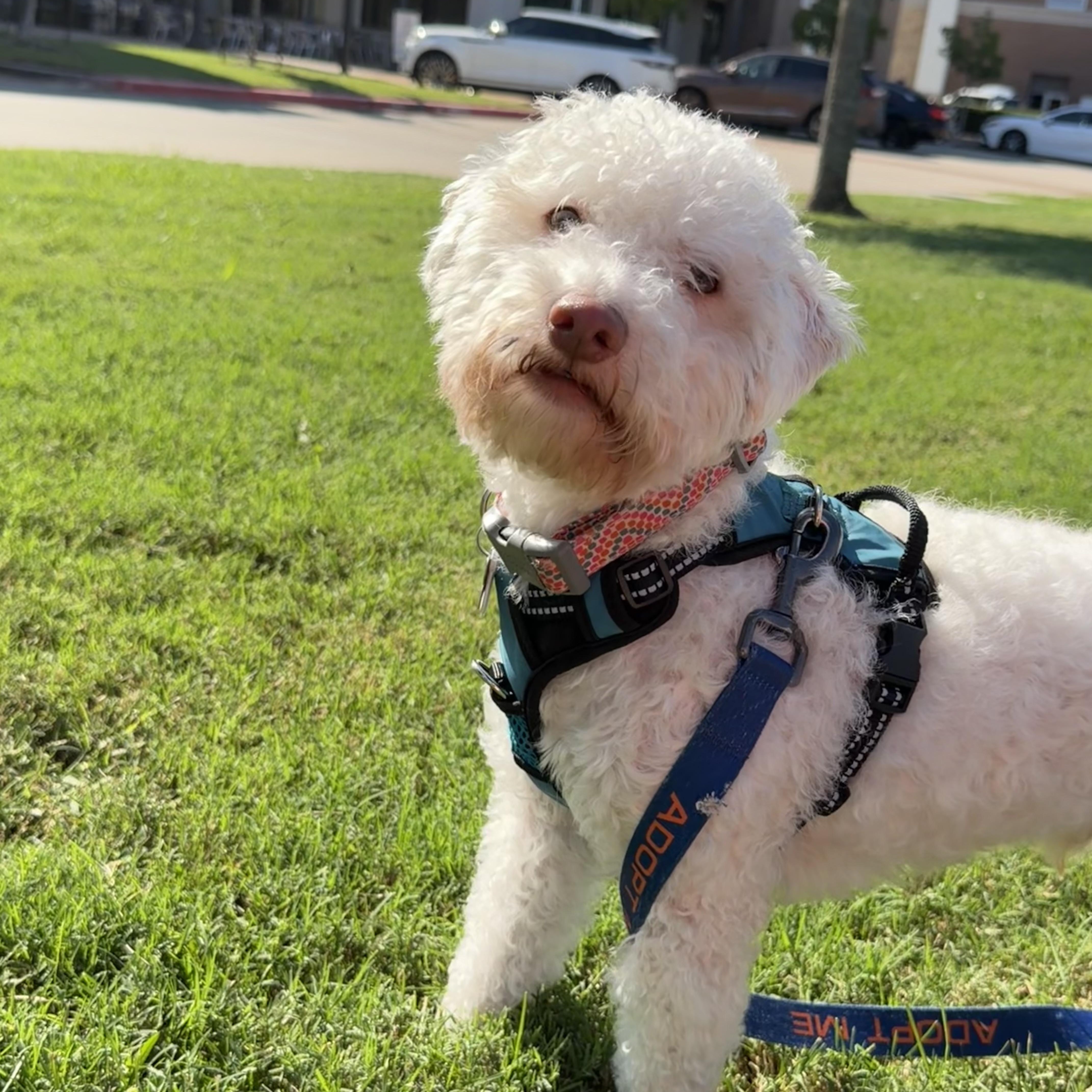 Enlarge Bowie, a Adoptable mixed breed in Spring, TX image 1/5