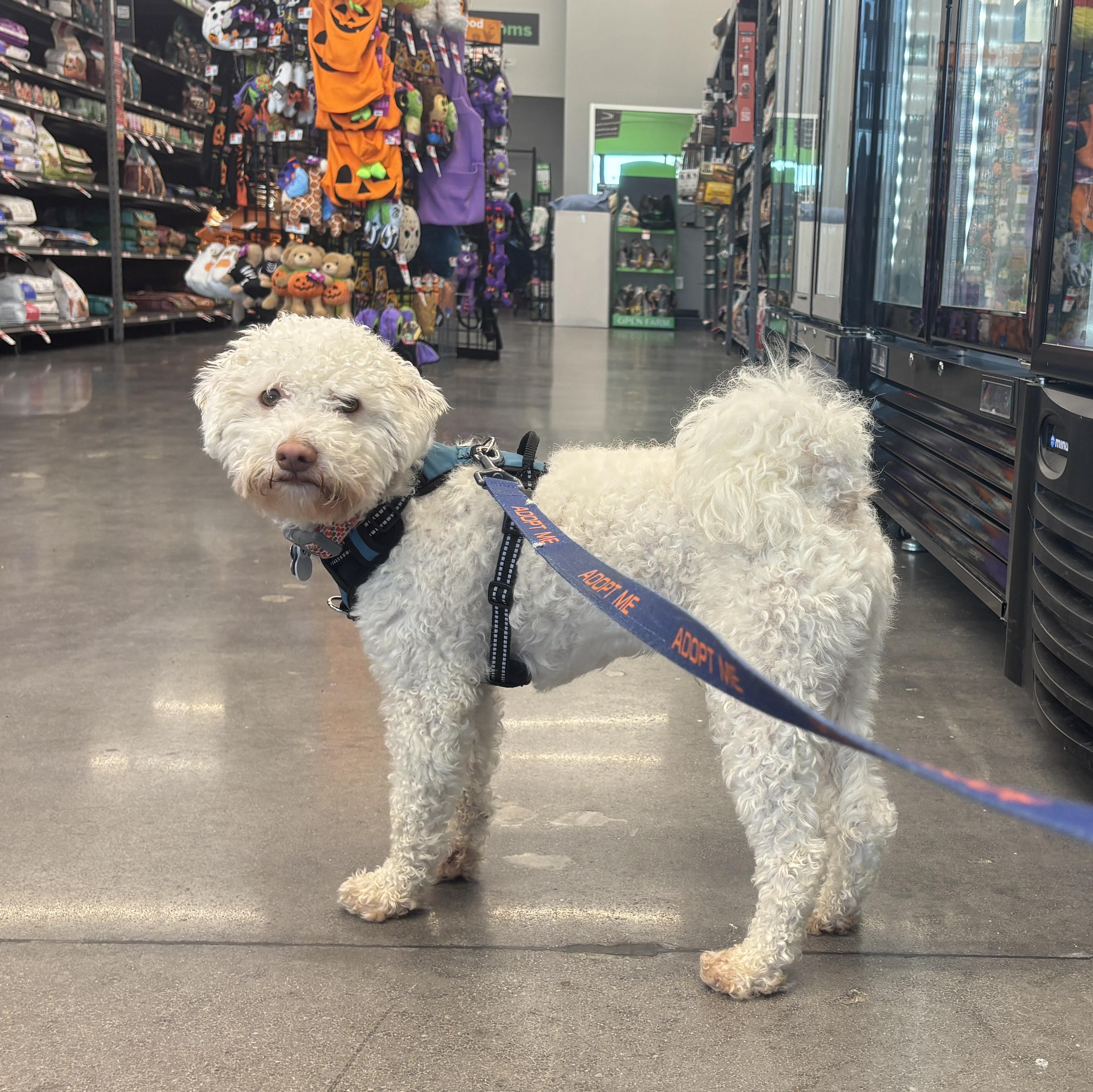 Enlarge Bowie, a Adoptable mixed breed in Spring, TX image 2/5