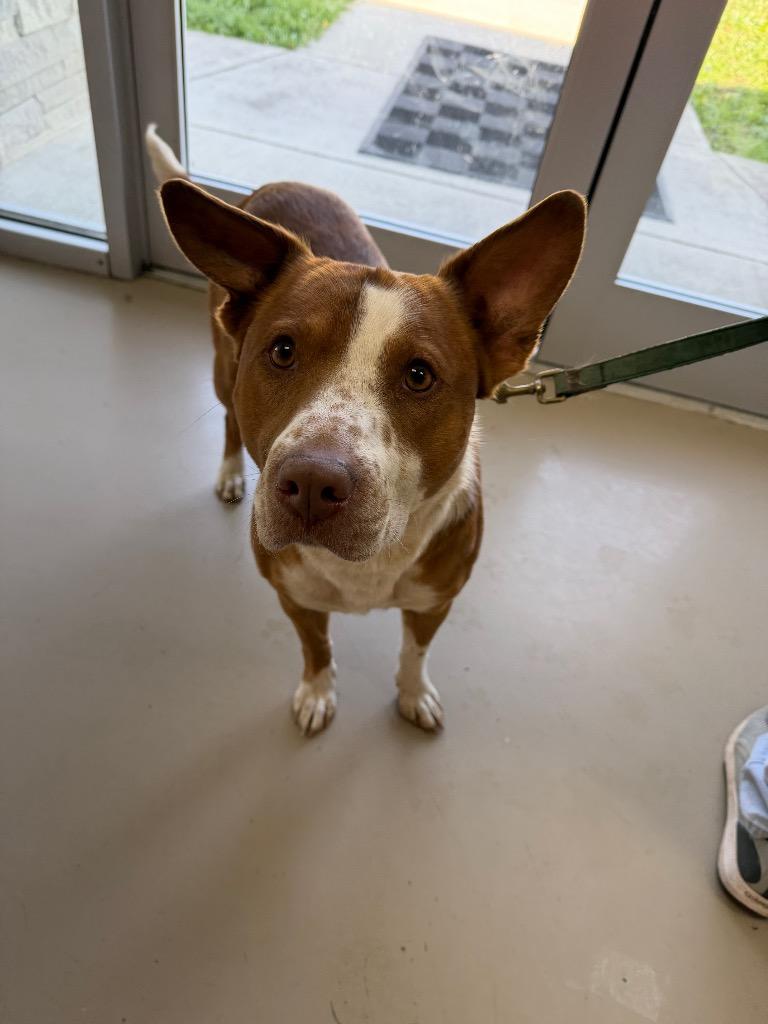 Geogie/Rocky, Adoptable, Young Male Pit Bull Terrier.