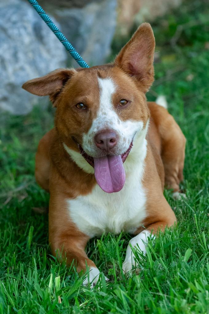 Enlarge Geogie/Rocky, a Adoptable Pit Bull Terrier in Johnson City, TN image 2/4