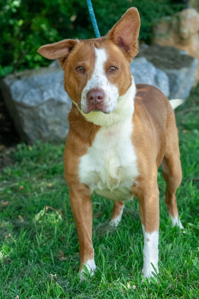 Enlarge Geogie/Rocky, a Adoptable Pit Bull Terrier in Johnson City, TN image 3/4