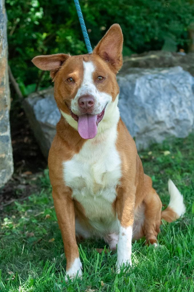 Enlarge Geogie/Rocky, a Adoptable Pit Bull Terrier in Johnson City, TN image 4/4