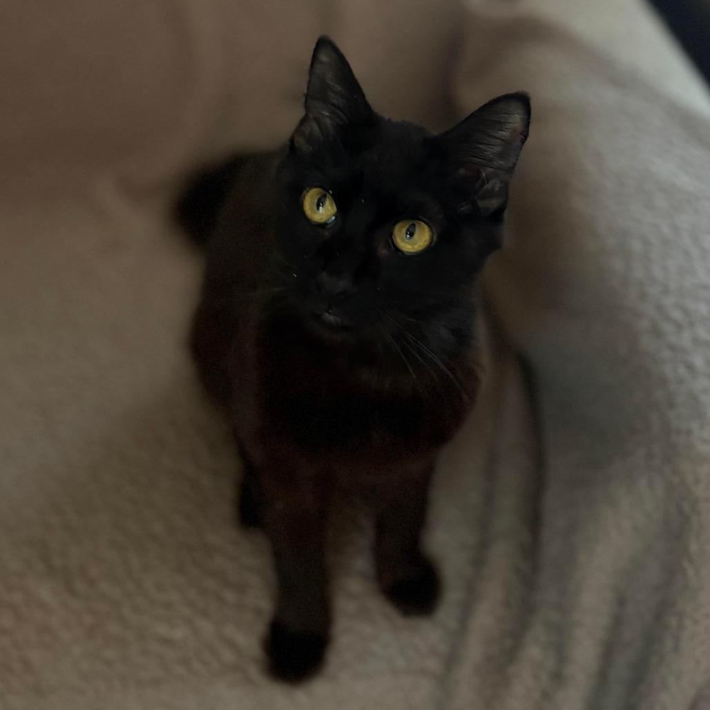 Enlarge Gimli, a Adoptable Domestic Medium Hair in Lexington, KY image 1/5