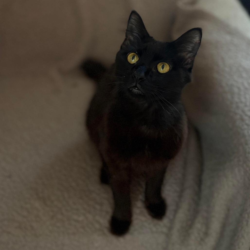 Enlarge Gimli, a Adoptable Domestic Medium Hair in Lexington, KY image 2/5