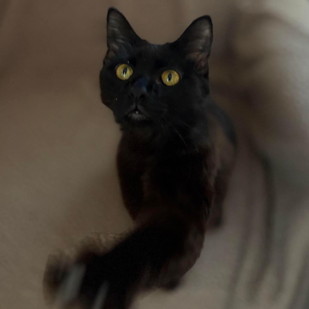 Enlarge Gimli, a Adoptable Domestic Medium Hair in Lexington, KY image 3/5