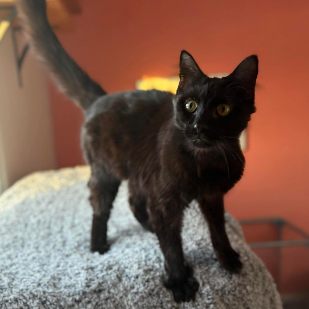 Enlarge Gimli, a Adoptable Domestic Medium Hair in Lexington, KY image 4/5