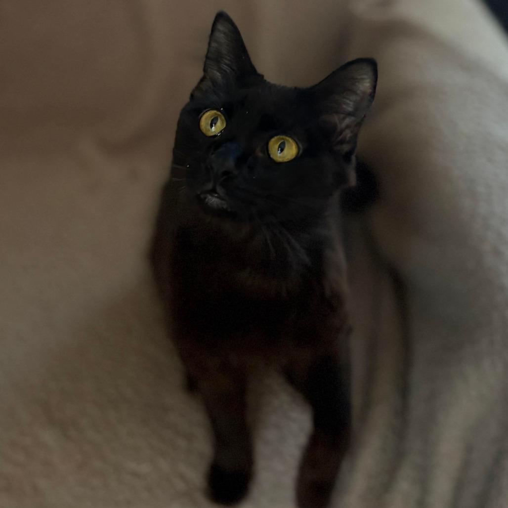 Enlarge Gimli, a Adoptable Domestic Medium Hair in Lexington, KY image 5/5