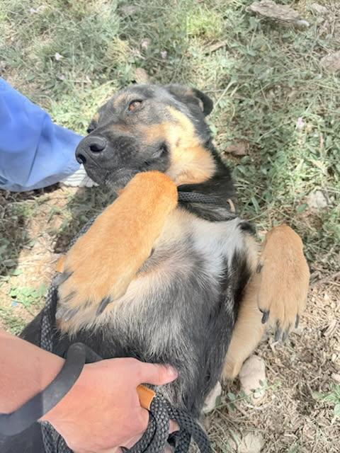 Wasabi, Adoptable, Adult Female German Shepherd Dog.