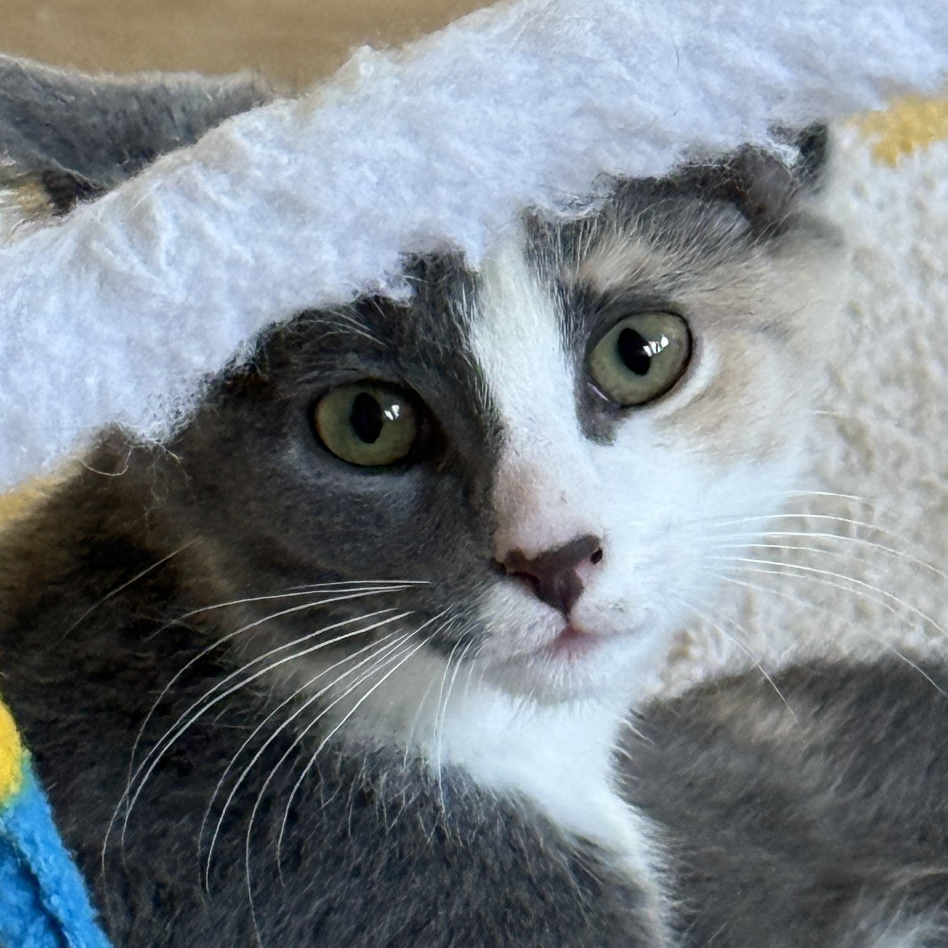 Daphne, a ADOPTABLE Dilute Calico in Montclair, NJ image 4/6
