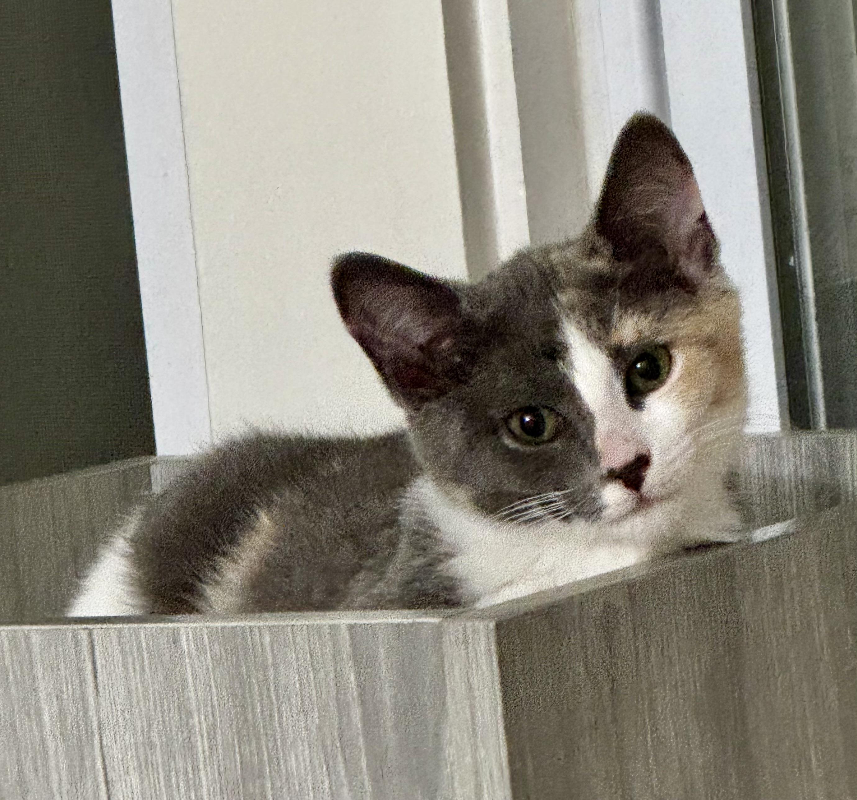 Daphne, a ADOPTABLE Dilute Calico in Montclair, NJ image 3/6