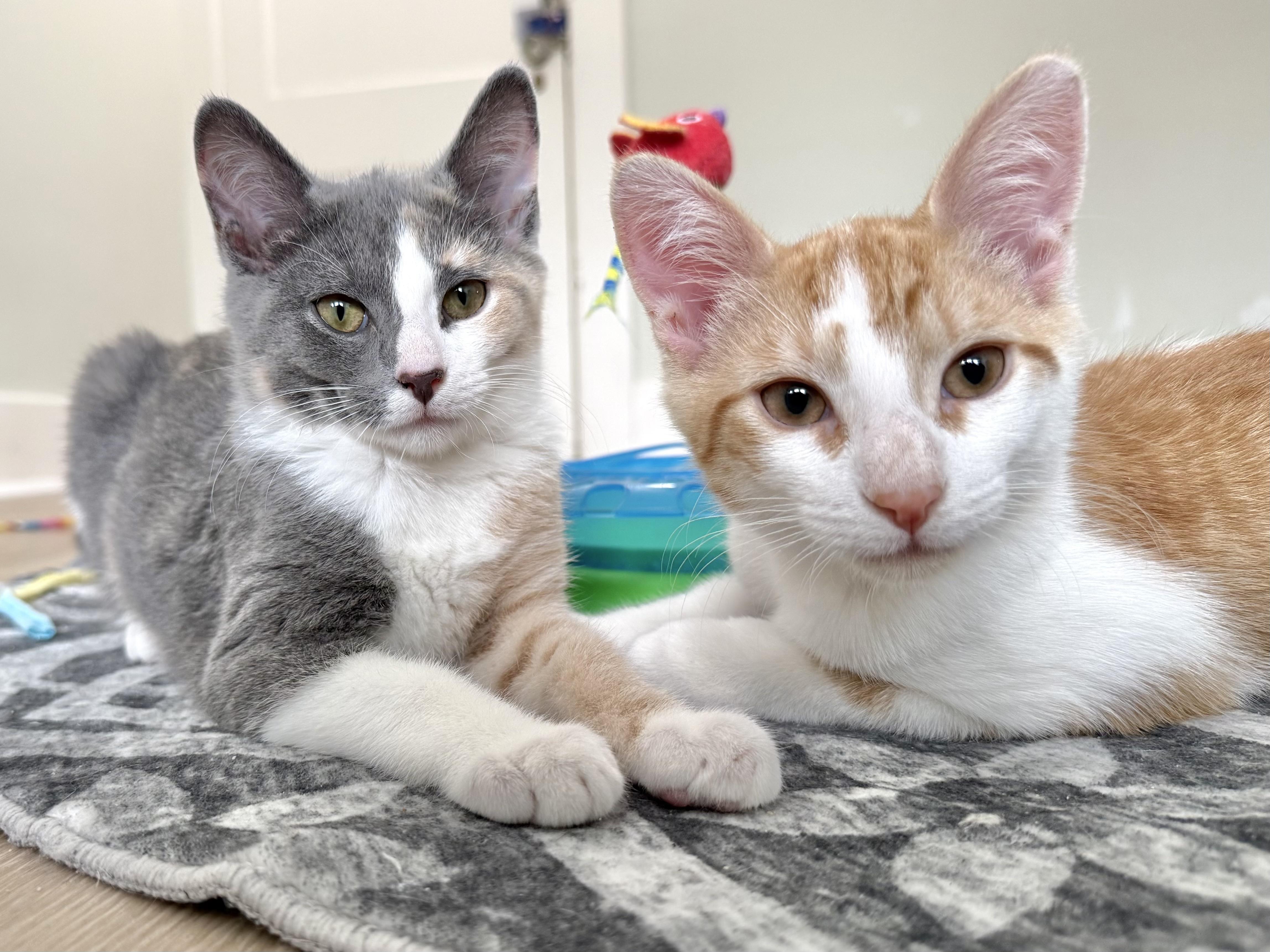 Daphne, a ADOPTABLE Dilute Calico in Montclair, NJ image 5/6