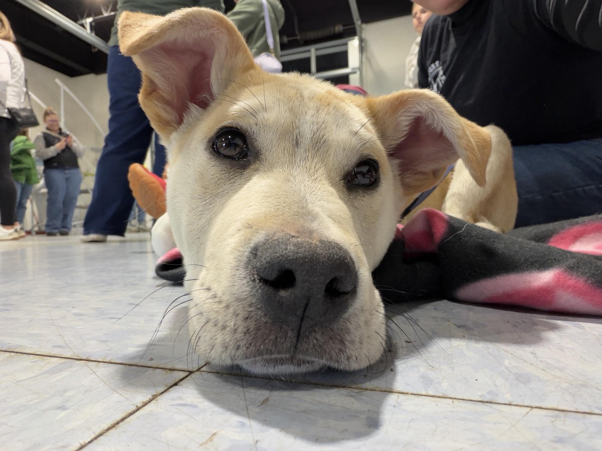 Bombay Spirits - Local pup — thumbnail 2