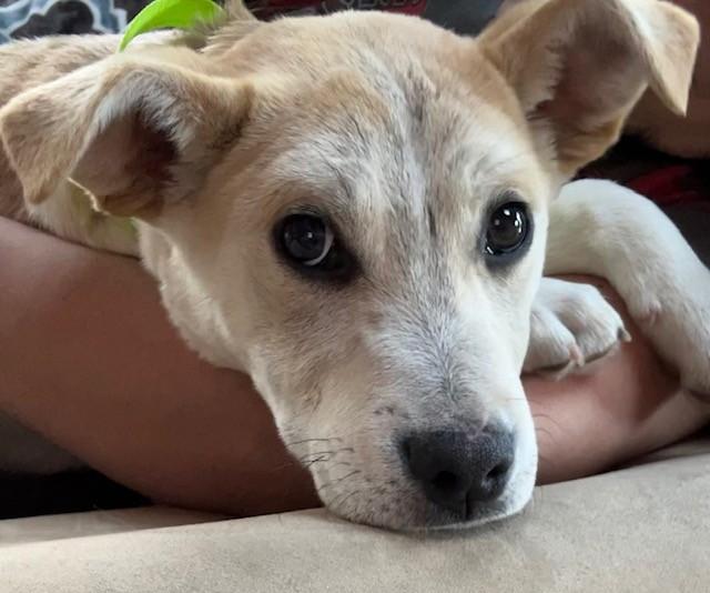 Bombay Spirits - Local pup — thumbnail 3