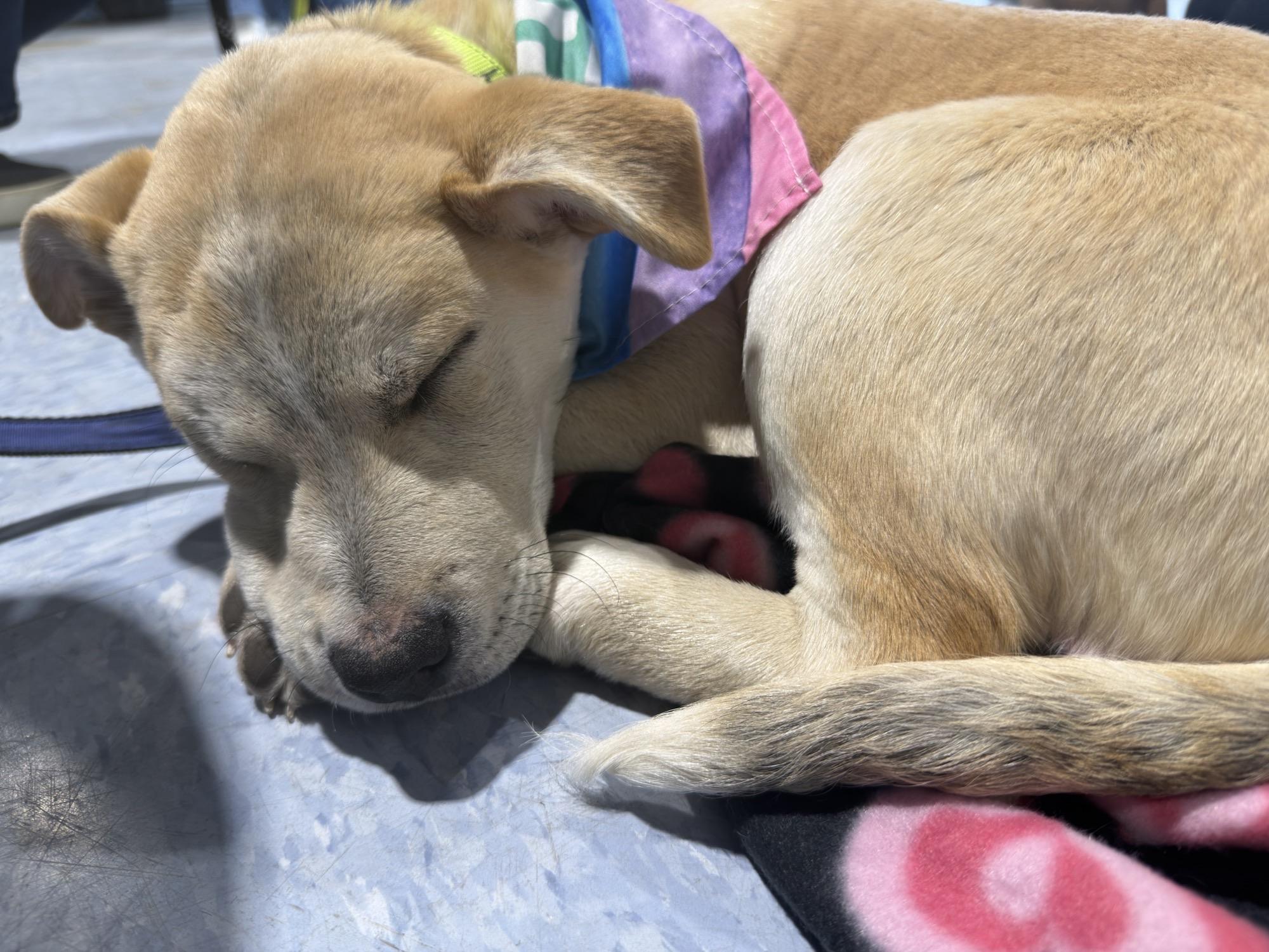 Bombay Spirits - Local pup — thumbnail 5