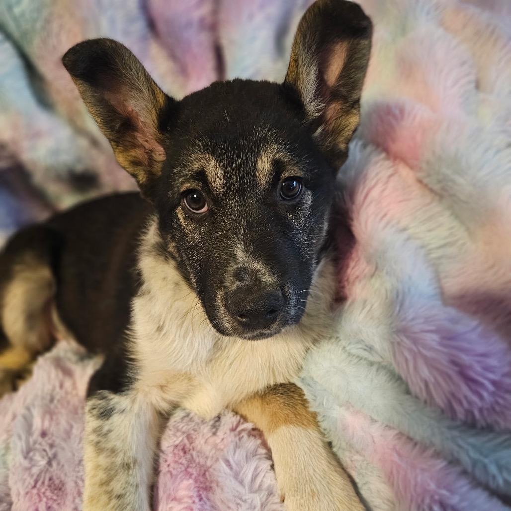 Levi, Adoptable, Puppy Male German Shepherd Dog & Mixed Breed.