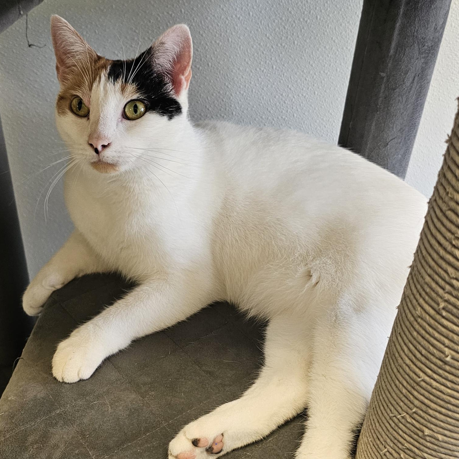 Enlarge Bonita, a Adoptable Domestic Short Hair in Waynesville, NC image 5/6