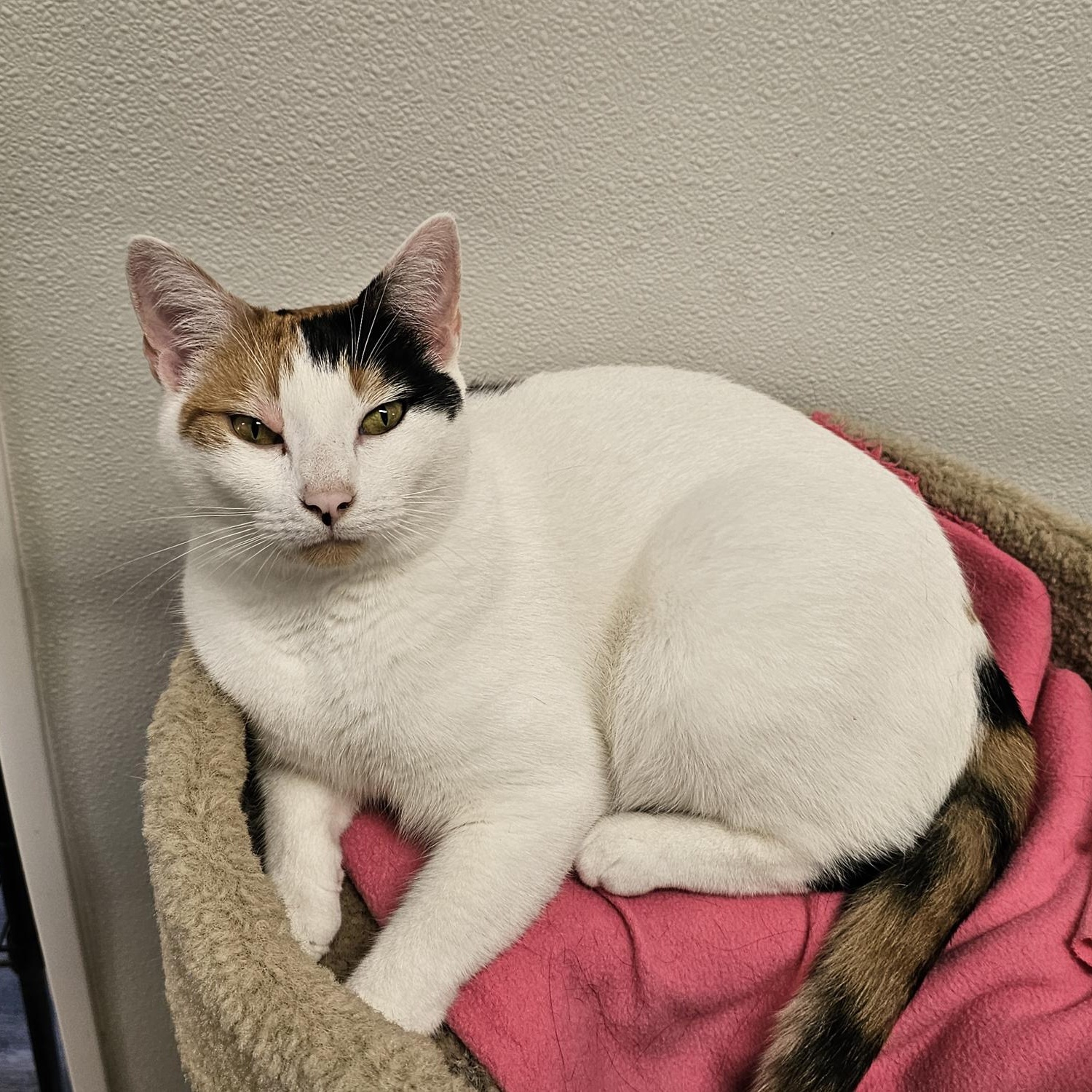 Enlarge Bonita, a Adoptable Domestic Short Hair in Waynesville, NC image 2/6