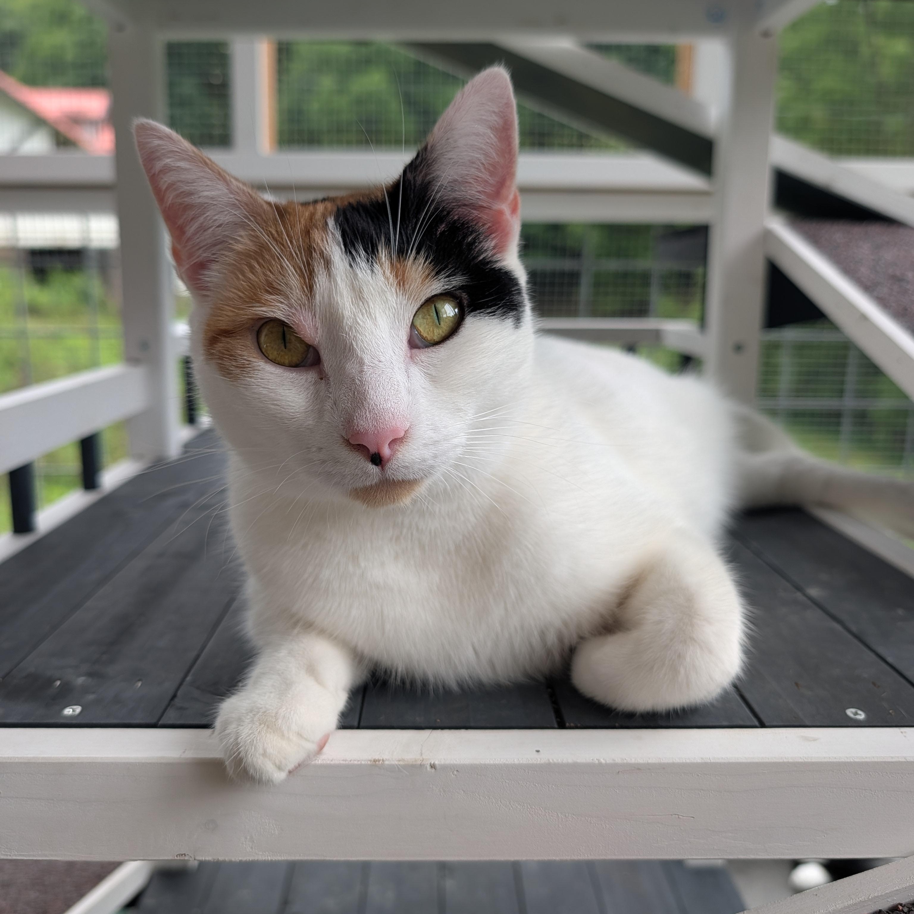 Enlarge Bonita, a Adoptable Domestic Short Hair in Waynesville, NC image 1/6
