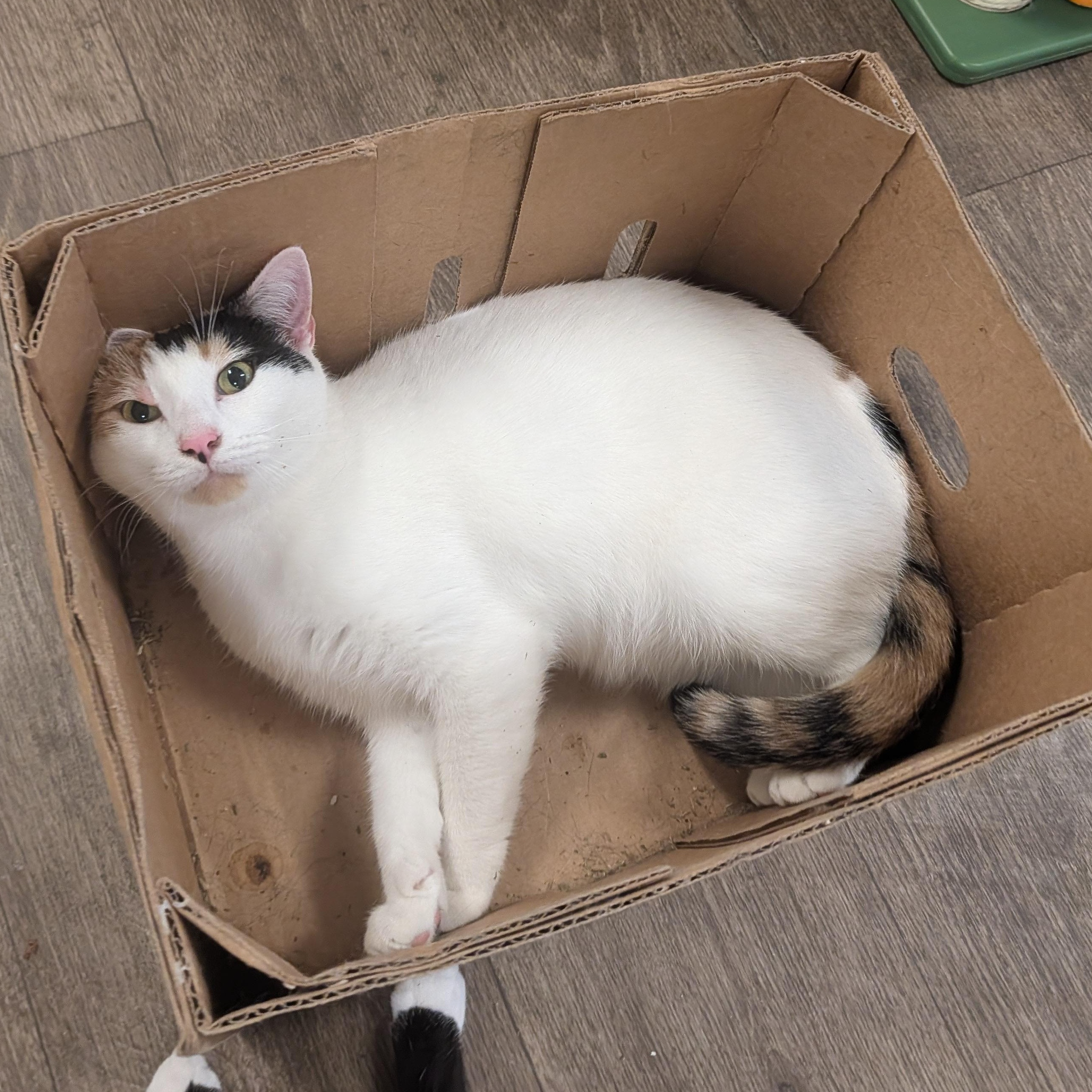 Enlarge Bonita, a Adoptable Domestic Short Hair in Waynesville, NC image 3/6