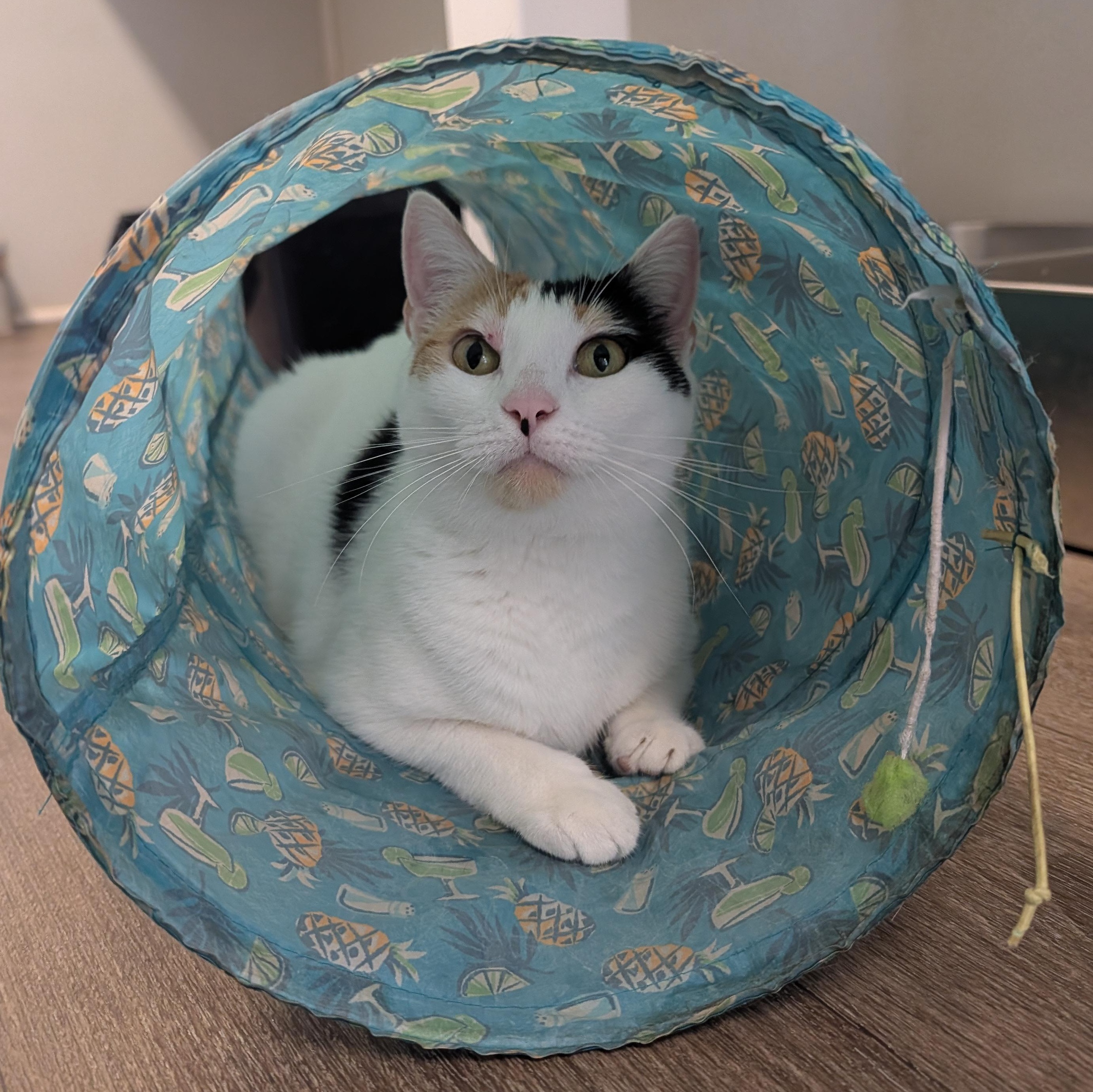 Enlarge Bonita, a Adoptable Domestic Short Hair in Waynesville, NC image 6/6