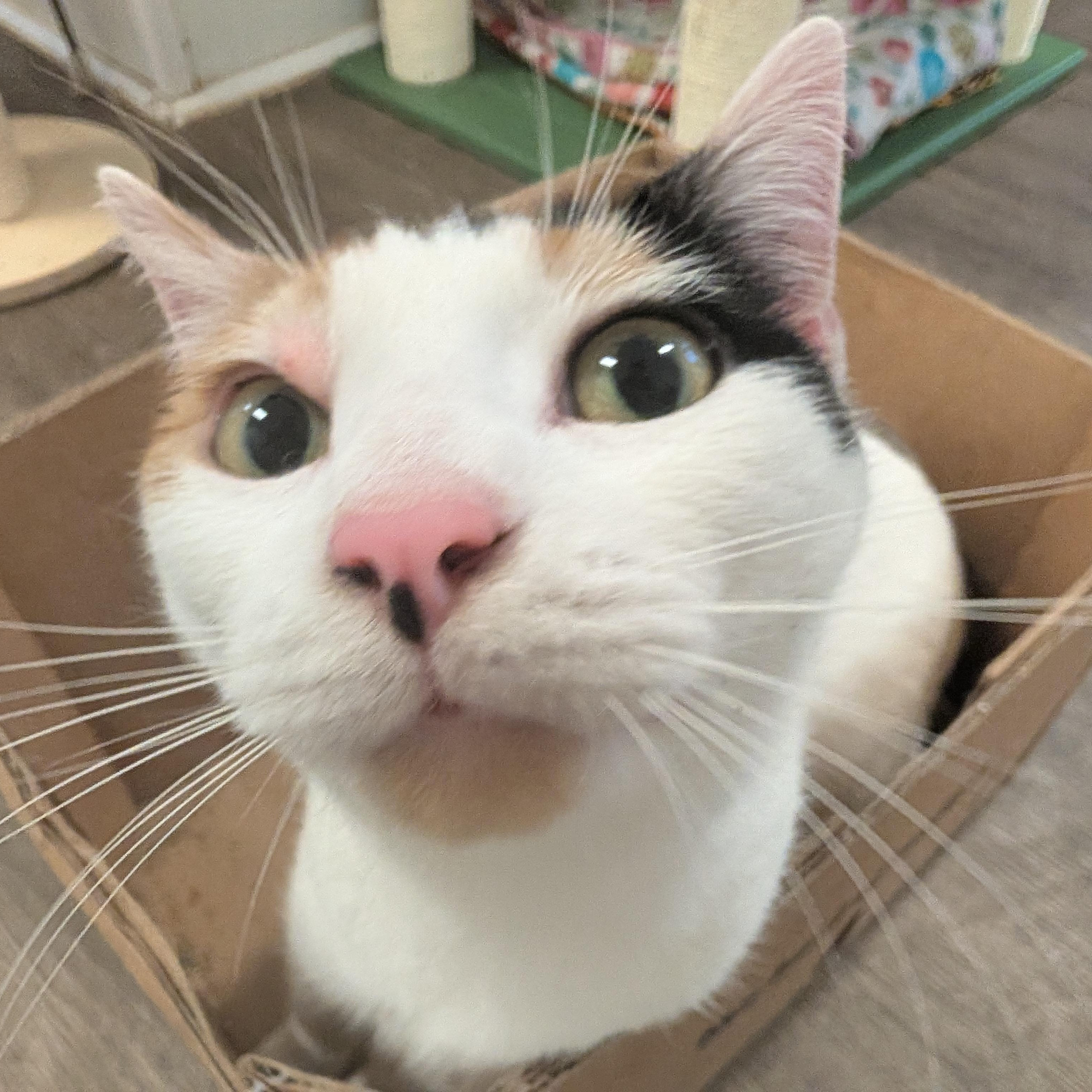 Enlarge Bonita, a Adoptable Domestic Short Hair in Waynesville, NC image 4/6