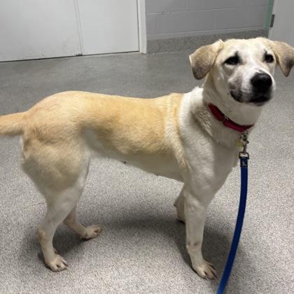 Enlarge Judy the Elf, a ADOPTABLE mixed breed in Lansing, MI image 3/3