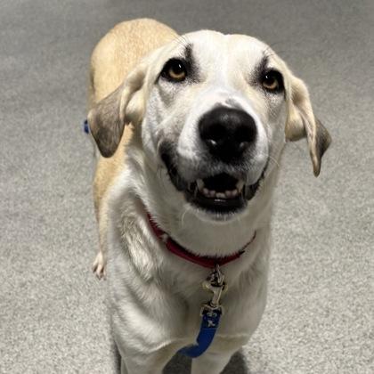 Enlarge Judy the Elf, a ADOPTABLE mixed breed in Lansing, MI image 2/3