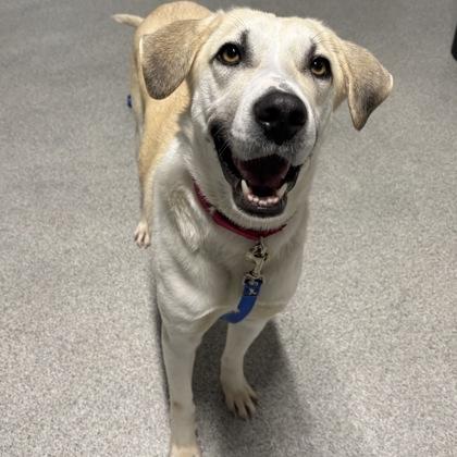 Enlarge Judy the Elf, a ADOPTABLE mixed breed in Lansing, MI image 1/3