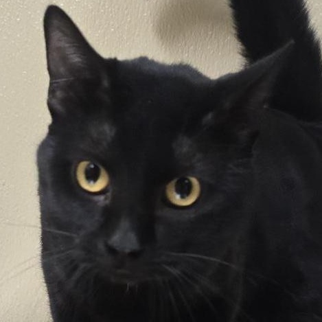 Slink, Adoptable, Adult Male Domestic Short Hair.