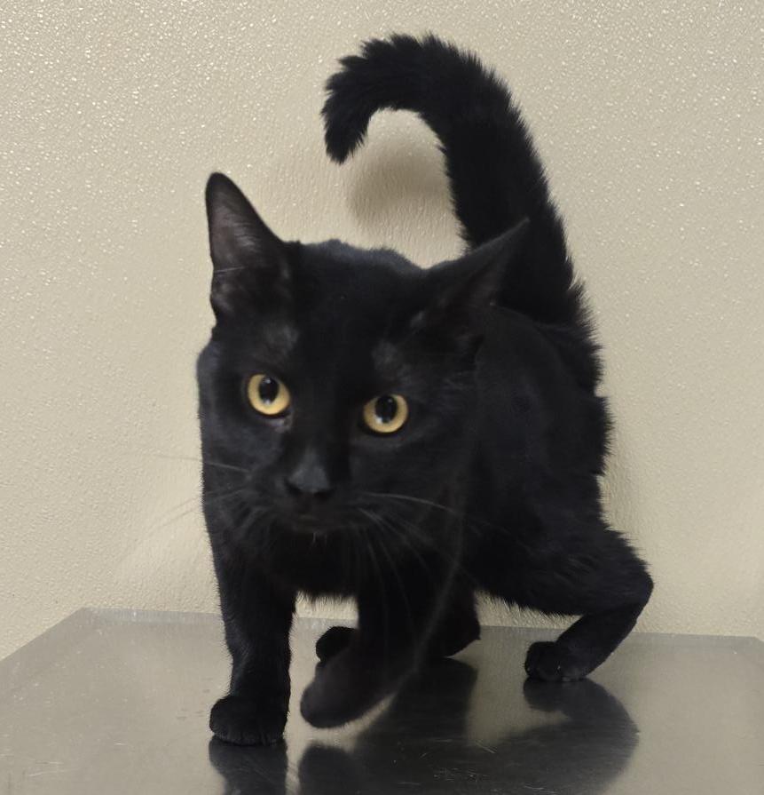 Enlarge Slink, a Adoptable mixed breed in Brainerd, MN image 2/2