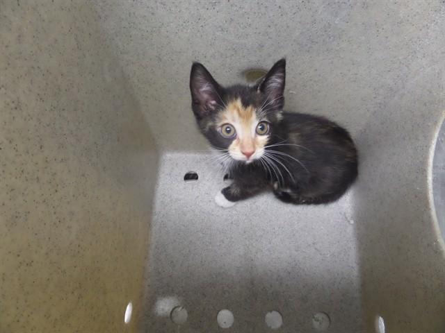 PIPPY, Adoptable, Kitten Female Domestic Short Hair.