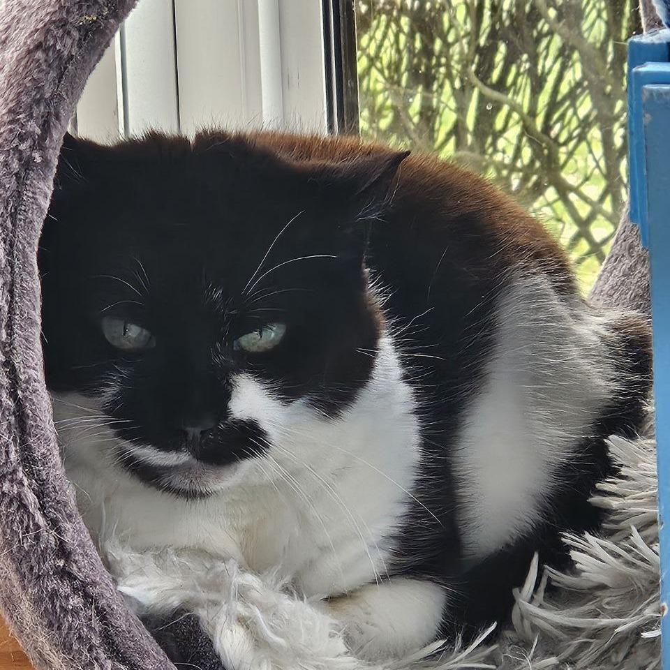 Athena, Adoptable, Adult Female Domestic Short Hair.