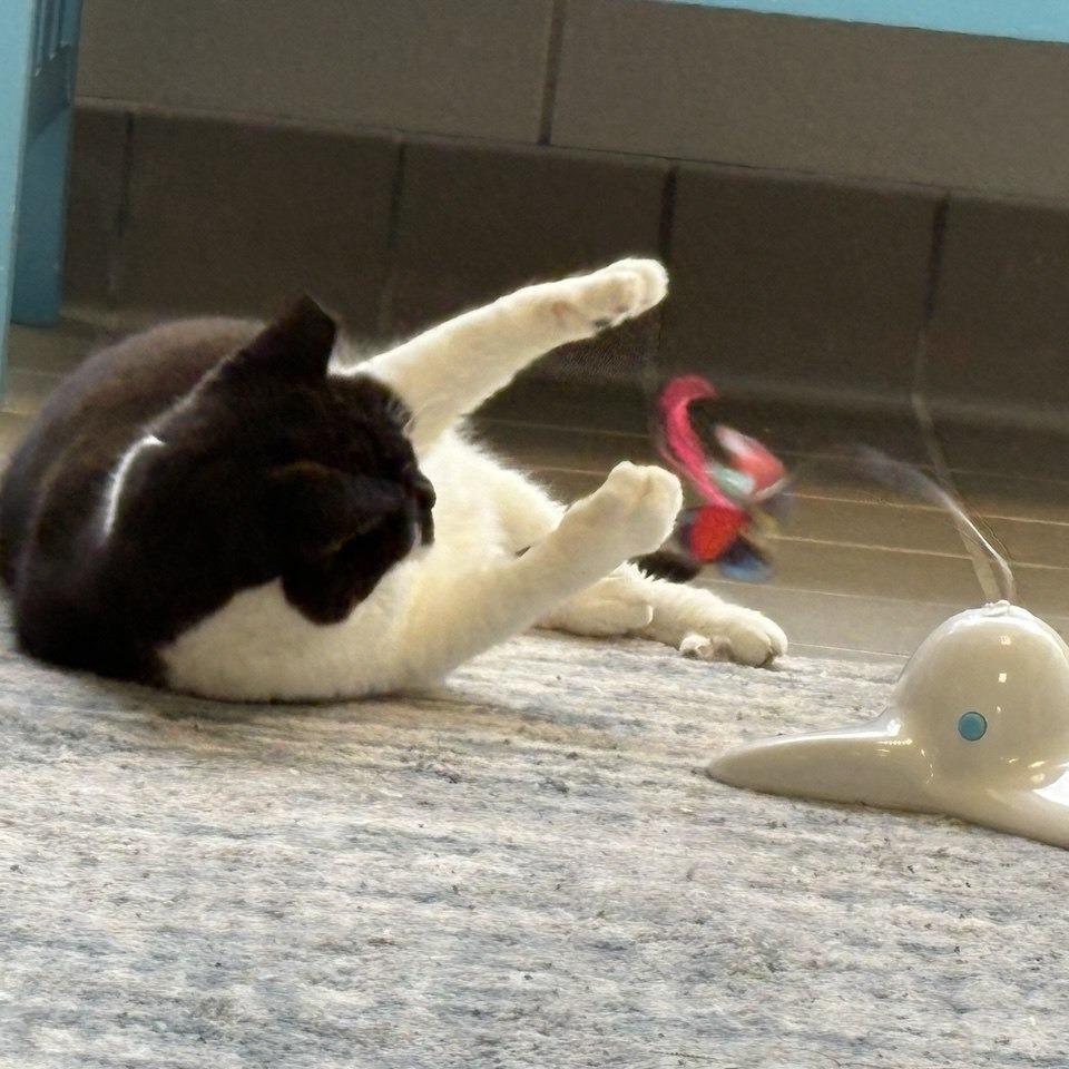 Enlarge Athena, a Adoptable Domestic Short Hair in Westhampton, NY image 2/6