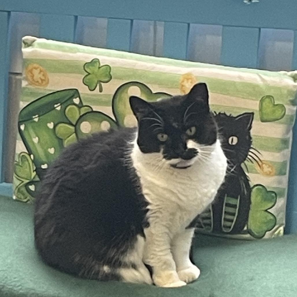 Enlarge Athena, a Adoptable Domestic Short Hair in Westhampton, NY image 5/6