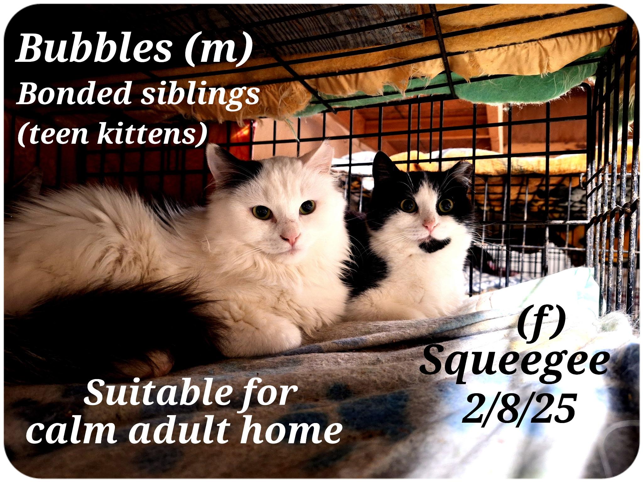 Bubbles and Squeegee