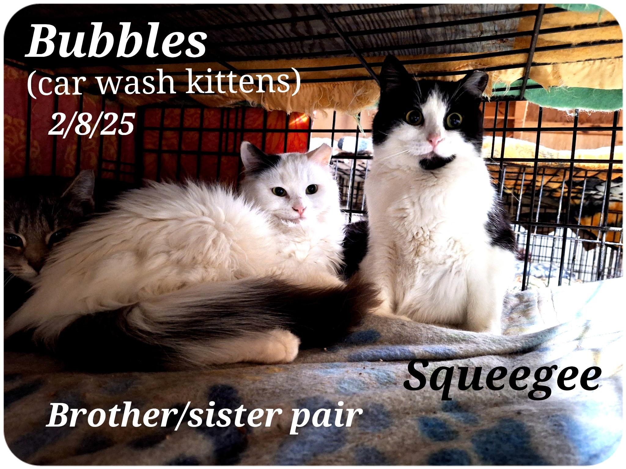 Enlarge Bubbles and Squeegee, a Adoptable mixed breed in Staunton, VA image 2/3