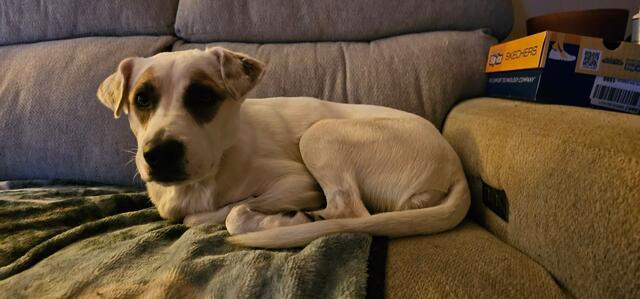 Enlarge Dory, a Adoptable mixed breed in Minneapolis, MN image 2/6