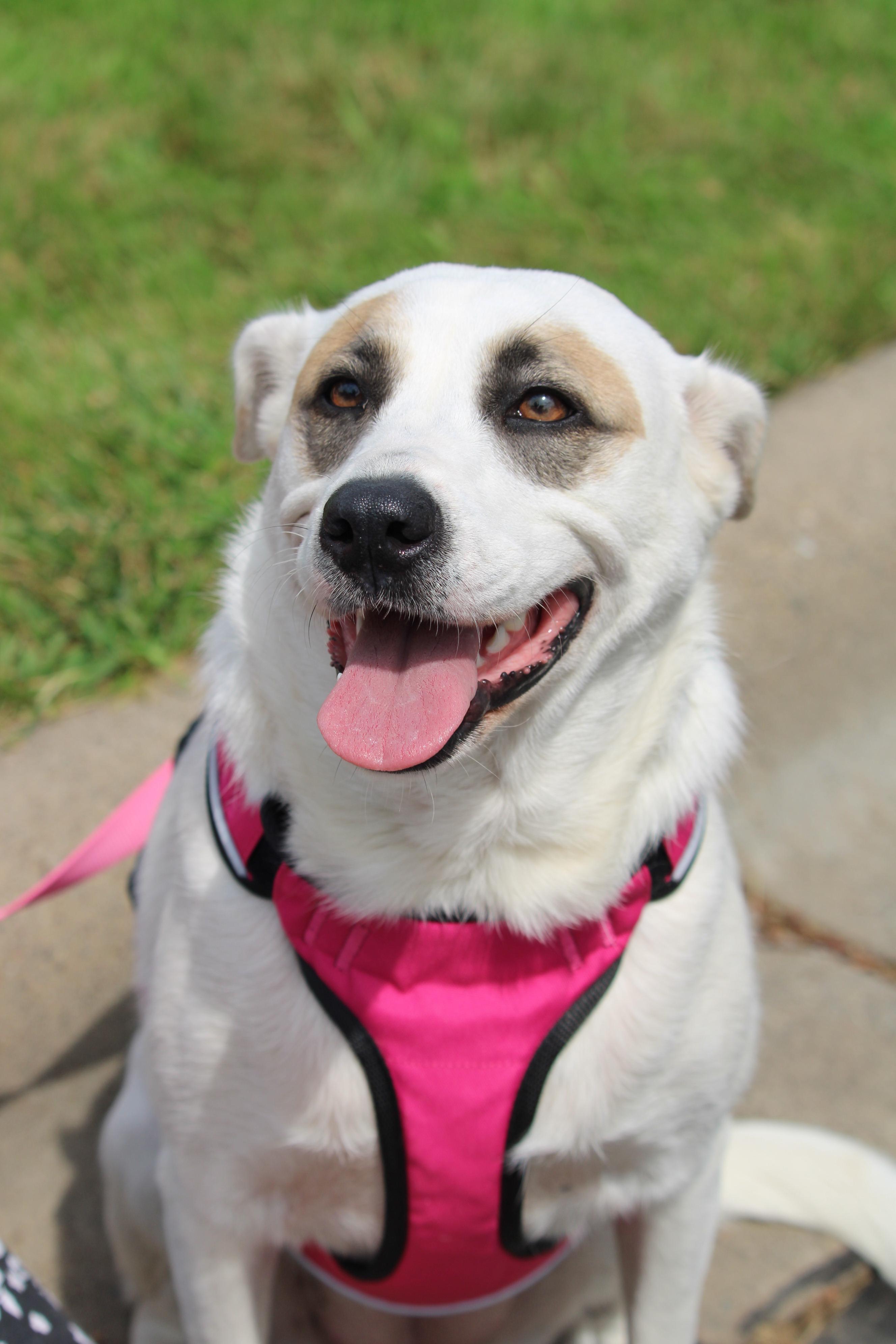 Enlarge Dory, a Adoptable mixed breed in Minneapolis, MN image 3/6