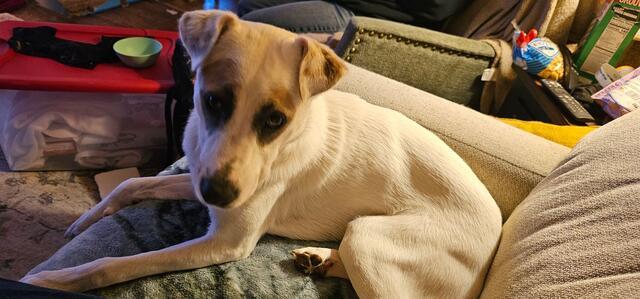 Enlarge Dory, a Adoptable mixed breed in Minneapolis, MN image 4/6