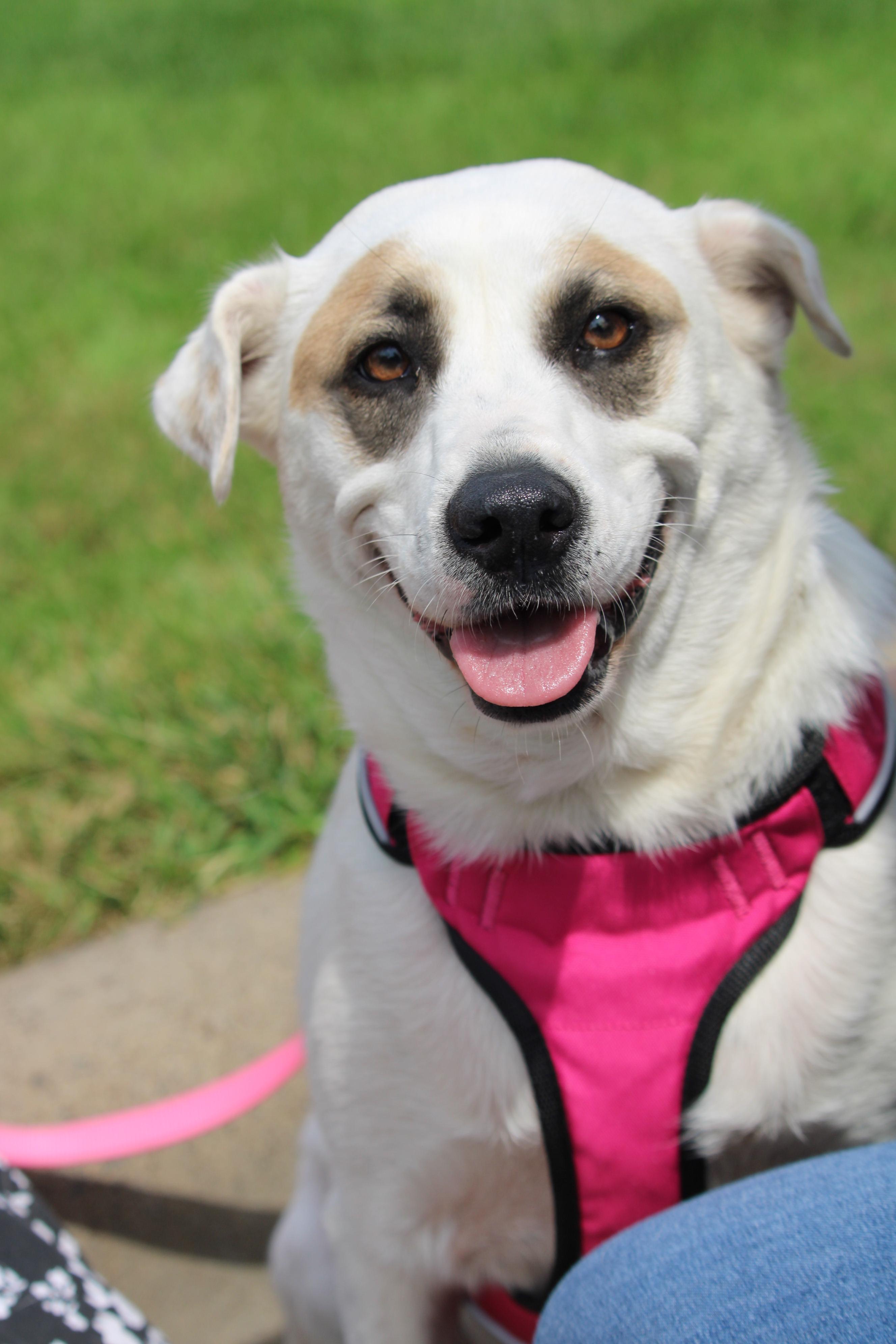 Enlarge Dory, a Adoptable mixed breed in Minneapolis, MN image 5/6