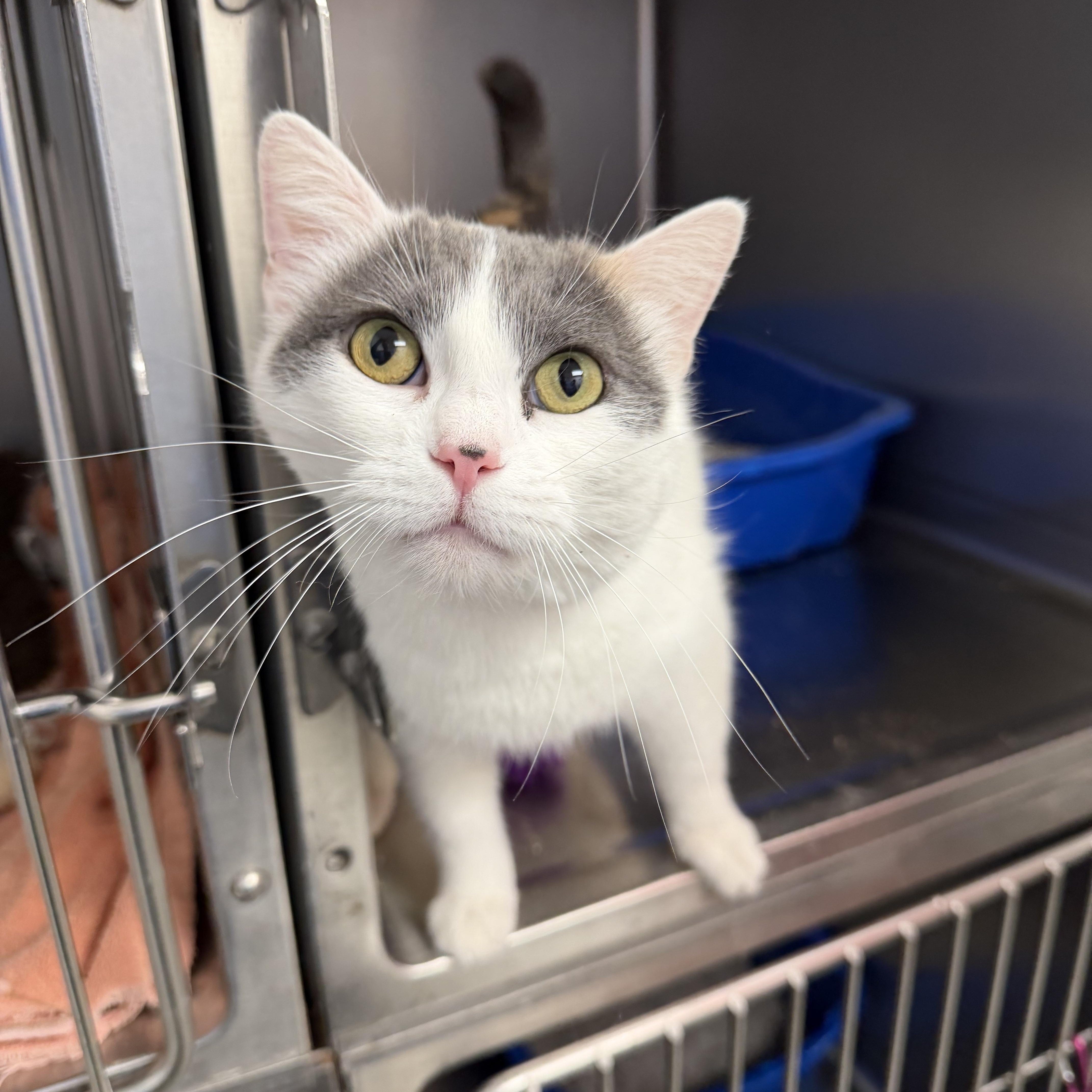 Enlarge Helmet Kitty, an adopted Domestic Short Hair in Geneseo, IL image 1/1