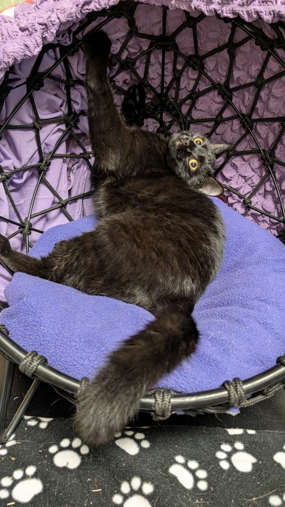 Stormie, Adoptable, Young Female Domestic Short Hair.