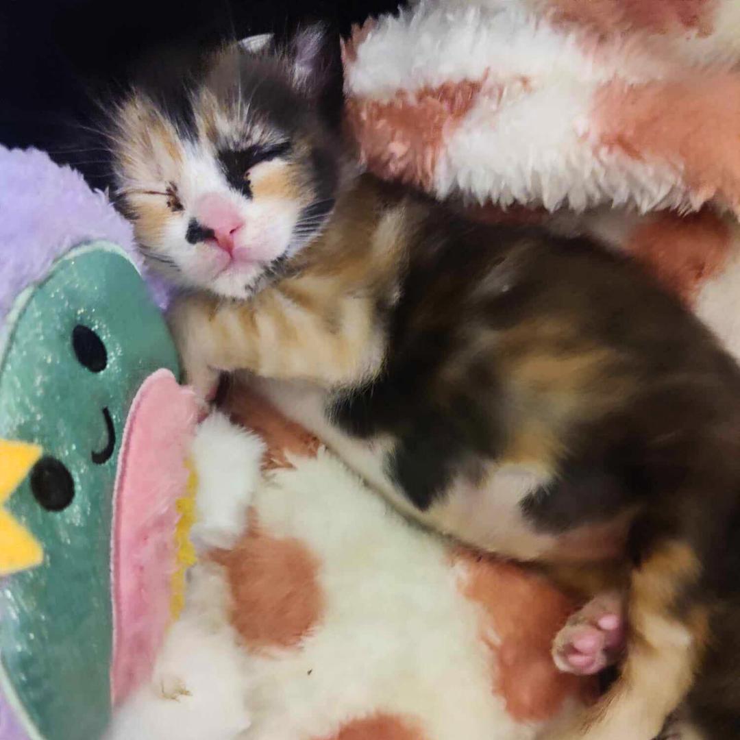 Cat for adoption Typhoon, a Domestic Medium Hair in New York, NY