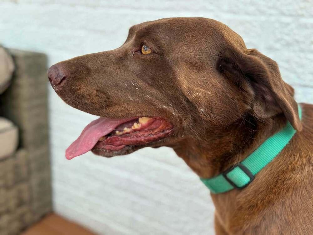 Bella, Adoptable, Senior Female Labrador Retriever.