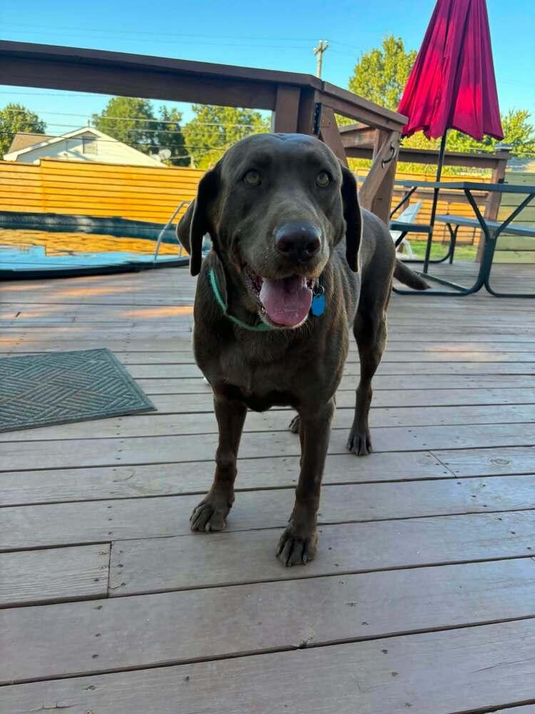 Enlarge Bella, a Adoptable Labrador Retriever in Deerfield, WI image 2/2