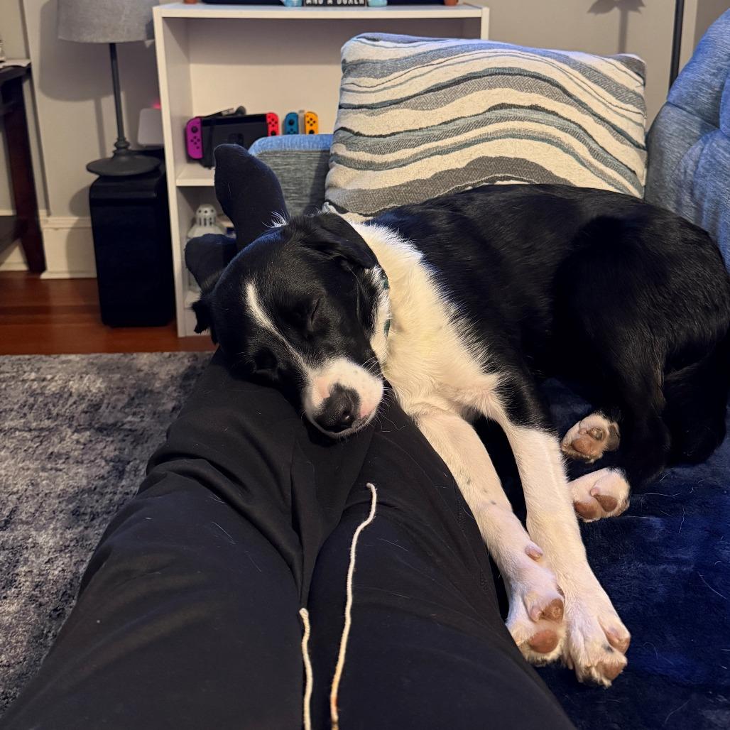 CT Rigatoni (Home in Stamford), Adoptable, Young Male Border Collie & Labrador Retriever.